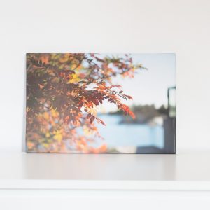 Kaivopuiston Ruska 2 (Signature edition)